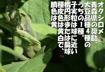 国産・新大豆❤️◎１０キロ 渡部信一さんの大豆10kg 無農薬 音更大袖 北海道産
